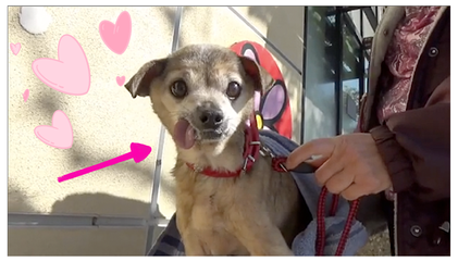 When a Dog Was Abandoned for Being “Too Old,” I Knew I Had to Adopt Her