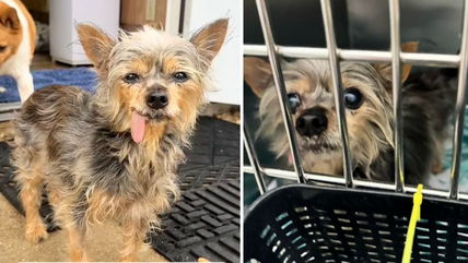 Senior Yorkie Was Just About to Be Adopted—Then She Collapsed and was Rushed to the ER