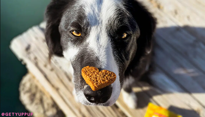 7 Must-Have CBD Treats to Soothe Dog Anxiety