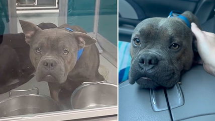 Watch the Moment This “Shut Down” Shelter Dog Finally Feels Safe & Loved