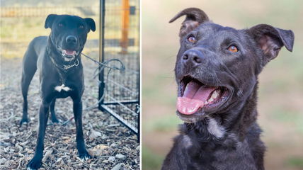 1000+ Days in the Shelter: Why This Dog’s Past Keeps Her Future on Hold