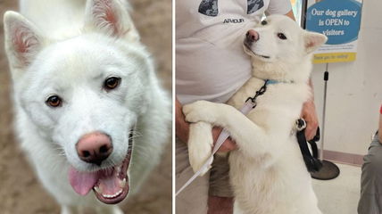 Unfairly Labeled a Bite Risk, Samoyed Husky Mix Struggles To Get Adopted—Could You Give Him a Second Chance?