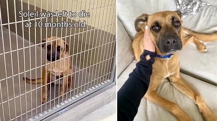 Adopted Shelter Dog Returned After Just one Month Due to Reactivity Issues. Urgent Plea to Help