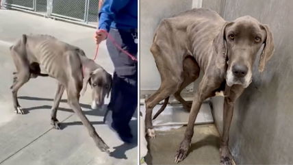 Great Dane Found Starving at LA Shelter—Her Fight for Survival is Just Beginning