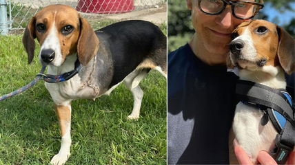 This Stray Beagle Lost a Leg, But Gained a Second Chance—How Losing a Leg Saved Her Life