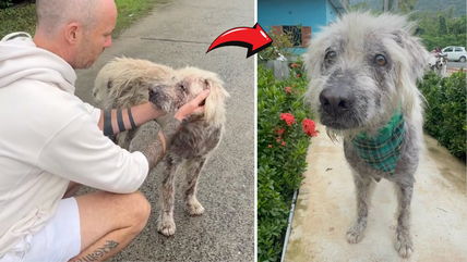 Stray Dog Caught in Raging Storm, Barely Surviving—Then Loving Strangers Changed Everything