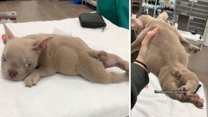 This Frenchie’s Legs Were Backward—One Vet Tech’s Mission to Help Him Walk