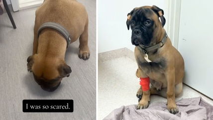 This Common Sweet Nearly Killed a Bull Mastiff—His Owner’s Warning Could Save Your Dog