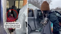 Two Senior Chihuahuas Left in Car as Temps Fall Below Freezing. Watch As Heroes Arrive Just in Time