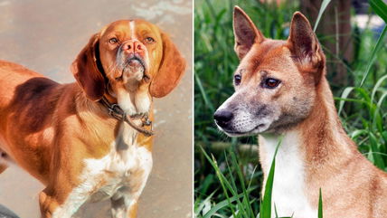 7 Rare Dog Breeds You’ve Never Heard Of