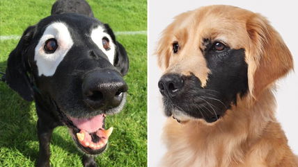 16 Dogs with Patterns So Unique They Don’t Look Quite Real