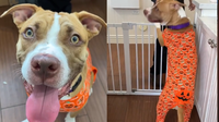 Pajama-Loving Pit Bull Longs for a Forever Home After Hurricane Milton Evacuation