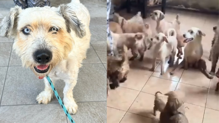 Blue-Eyed Mama Dog Saved From Horrific Hoarding Situation, Ready for a Fresh Start