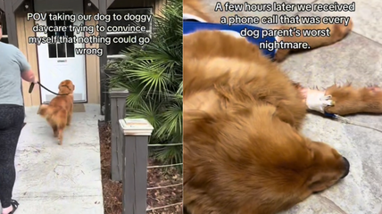 Pet Parent Thought Doggy Daycare Was Safe—Then Her Golden Retriever Was Rushed to the ER