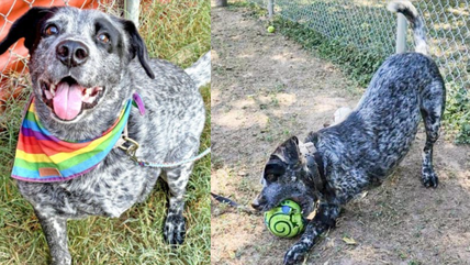 After 1000 Days in the Shelter, This 3-Legged Dog’s Sweet Hugs Are Still Waiting for the Right Family