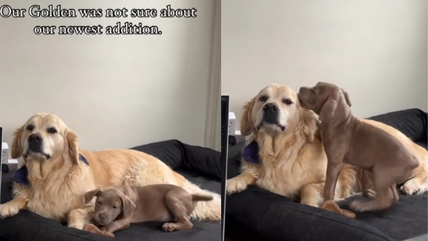 Happy Tears As Abused & Severely Undersocialized Golden Retriever Forms Unbreakable Bond With Puppy