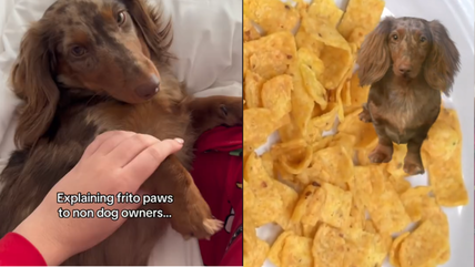 Why Do Your Dog’s Paws Smell Like Fritos? The Hilarious Truth Behind Frito Feet in Dogs