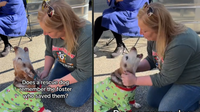 Happy Tears as Beagle Reunites with Former Foster & Can’t Stop Howling with Joy