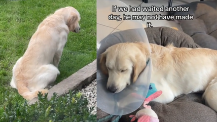 Vet’s Missed Diagnosis Nearly Cost This Golden Retriever His Life —but a 2nd Opinion Saves the Day