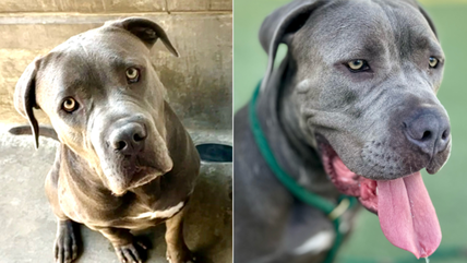 Meet the Most Gentle, Soft-Hearted Dog Who Nobody Chooses Because He’s “Too Big”