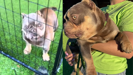 French Bulldog Used In Dog Fighting Ring Won’t Stop Walking in Circles, In Need of a Fresh Start