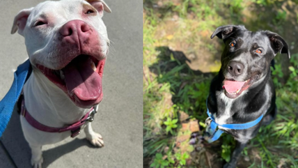 Heartbreak as Sweet Dog Waits 2,000 Days Overlooked in the Shelter, Without a Single Application