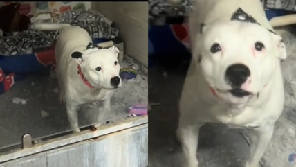 Dumped While Pregnant, This Sweet Mama Dog Has Been Overlooked for 5 Years Without a Single Application