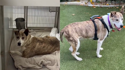 Hospice Dog Dumped in Overcrowded Shelter Finds Loving Home, Now Living Her Last Days to the Fullest