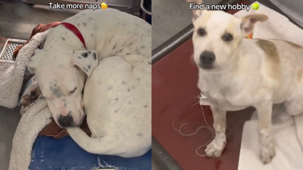 These Shelter Dogs Made New Year’s Resolutions—Now They Need You to Help Make Them Come True!