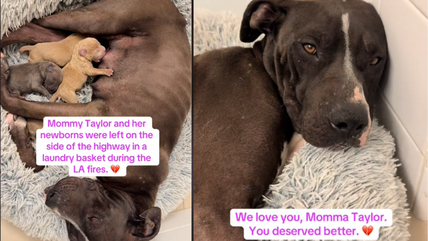 Mama Dog, Newborn Puppies Dumped in Laundry Basket & Left on Highway Amidst LA Wildfires