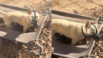 This Sweet Dog Wears A Muzzle Every Time He’s Outside, But the Reason Will Leave You In Stitches