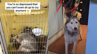 Depressed Senior Husky Who’d Cry Endlessly in Her Kennel Finally Lands Dream Home