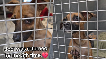 Sweet Chihuahua Puppy Returned to Shelter for 5th Time Wonders Why Nobody Sees His Worth