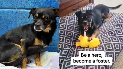 Watch This trembling Shelter Dog’s Reaction to Hearing ‘You’re Safe Now’ 💔😭