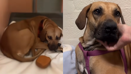 This is the Most Nervous Dog at the Shelter—But Watch Her Transformation When She Feels Safe