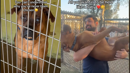 Lovable Dog Has Spent 2 Years Watching Friends Go Home—But No One Has Ever Applied for Him