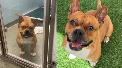 Fun-Loving Dog Adopted then Returned For Being “Too Hyper” — Yearns to Be Accepted for Who He Is