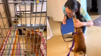 This Shelter Dog’s Reaction to Finally Getting Adopted Is Priceless