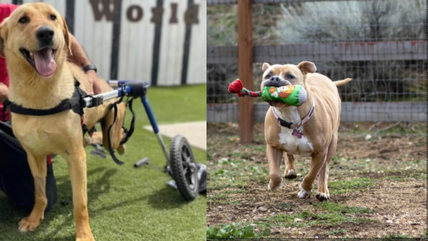 Heartbreak as This Labrador Retriever Spends 2,500 Days in a Shelter—Why Won’t Anyone Adopt Him?