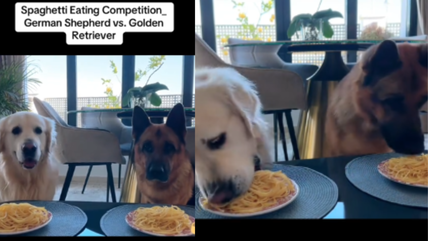 Golden Retriever vs. German Shepherd in a Spaghetti Eating Contest— Guess Who Wins?