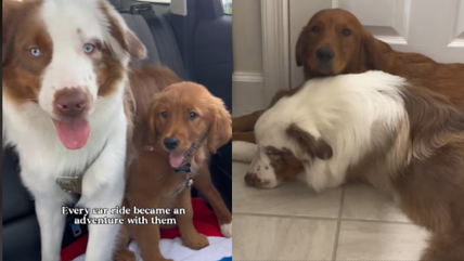 Deaf Aussie’s Cute Friendship With Golden Retriever Sibling Is the Sweetest Thing You’ll See Today