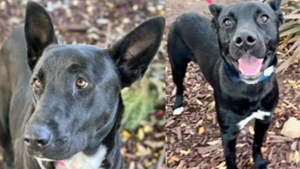 These Dogs Thought They Had Forever Homes—Now They’re Back at the Shelter for Heartbreaking Reasons