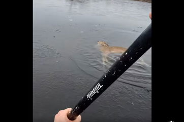 Rescuers save Elsa the deer from ‘Frozen’ waters in Yaphank