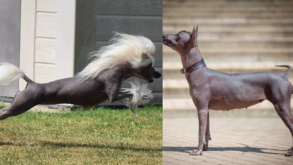 10 Ultra Rare Hairless Dog Breeds