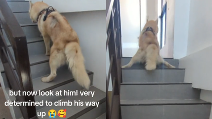 Happy Tears as Malnourished Stray Husky With Tick Paralysis Finally Climbs Stairs on His Own