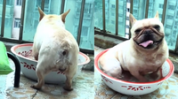 Sweltering Temperatures Have This French Bulldog Seeking Refuge in a Hilarious Heat Exhaustion Hack