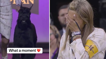 Watch The Emotional Moment The First Giant Schnauzer Ever Wins Best In Show at the Westminster Dog Show