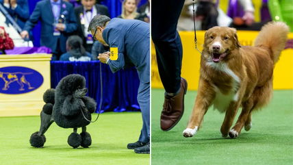 The 2024 National Dog Show: A Thanksgiving Tradition Returns with New Breeds and Canine Stars