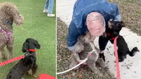 WATCH: Woman Reunites With Her Dogs After Heartbreaking Separation—And Their Excitement Is Unforgettable