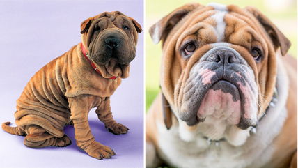 10 Dog Breeds So Wrinkly You’ll Want to Squish Them